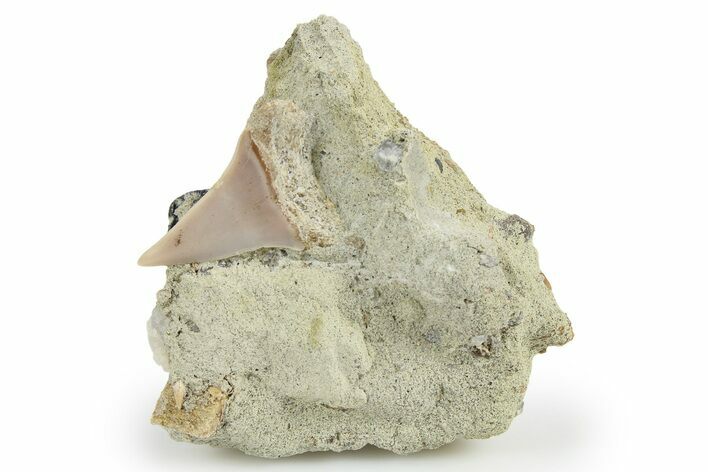 Narrow White Shark Tooth Fossil on Sandstone - Bakersfield, CA #257503